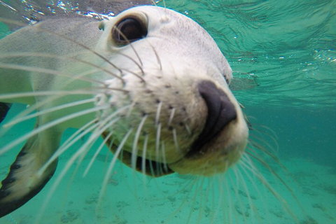 6-Day Eyre Peninsula & Flinders Ranges Adventure Tour - Holiday Byron Bay 2