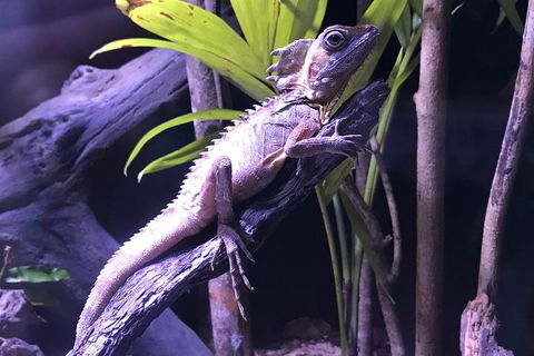 Cairns Aquarium Admission Ticket - Holiday Byron Bay 0