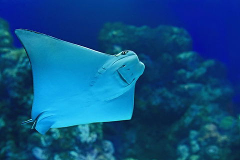 Cairns Aquarium Admission Ticket - Holiday Byron Bay 2