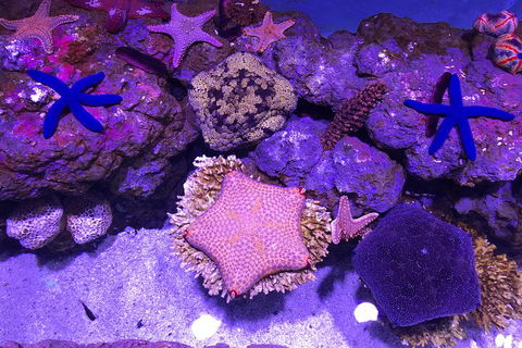 Cairns Aquarium Admission Ticket - Holiday Byron Bay 5