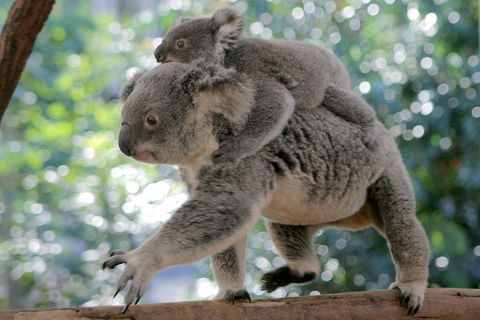 Lone Pine Koala Sanctuary Admission With Brisbane River Cruise - Holiday Byron Bay 0