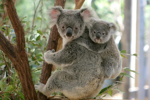 Lone Pine Koala Sanctuary Admission With Brisbane River Cruise - Holiday Byron Bay 3