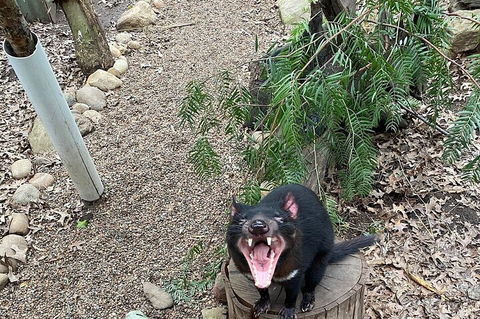 Featherdale Wildlife Park General Admission - Holiday Byron Bay 1