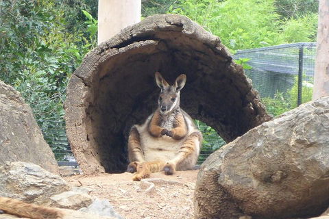 Featherdale Wildlife Park General Admission - Holiday Byron Bay 2