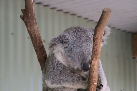 Featherdale Wildlife Park General Admission - Holiday Byron Bay 3