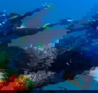 Scuba Dive the S.S. Yongala Wreck on the Great Barrier Reef. - Holiday Byron Bay